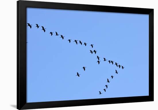 Glossy Ibis Flock (Plegadis Falcinellus) Flying at the Sado Estuary Nature Reserve. Portugal-Mauricio Abreu-Framed Photographic Print