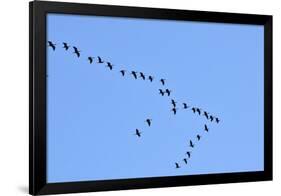 Glossy Ibis Flock (Plegadis Falcinellus) Flying at the Sado Estuary Nature Reserve. Portugal-Mauricio Abreu-Framed Photographic Print