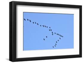 Glossy Ibis Flock (Plegadis Falcinellus) Flying at the Sado Estuary Nature Reserve. Portugal-Mauricio Abreu-Framed Photographic Print