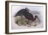 Glossy Ibis (Plegadis Falcinellus), by John Gould-null-Framed Premium Giclee Print