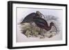 Glossy Ibis (Plegadis Falcinellus), by John Gould-null-Framed Premium Giclee Print