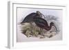 Glossy Ibis (Plegadis Falcinellus), by John Gould-null-Framed Premium Giclee Print