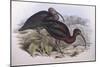 Glossy Ibis (Plegadis Falcinellus), by John Gould-null-Mounted Premium Giclee Print