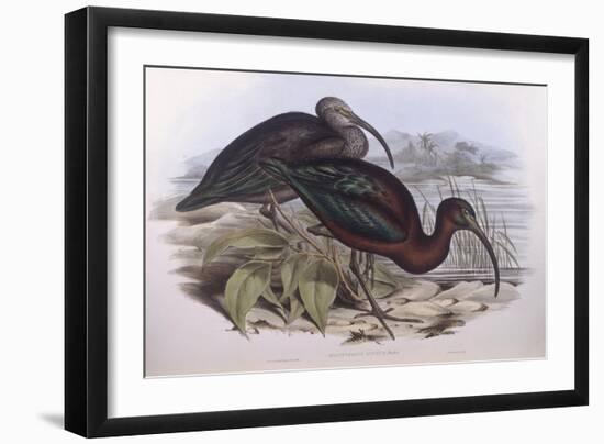 Glossy Ibis (Plegadis Falcinellus), by John Gould-null-Framed Giclee Print