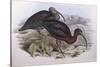 Glossy Ibis (Plegadis Falcinellus), by John Gould-null-Stretched Canvas