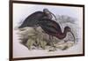 Glossy Ibis (Plegadis Falcinellus), by John Gould-null-Framed Giclee Print