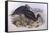 Glossy Ibis (Plegadis Falcinellus), by John Gould-null-Framed Stretched Canvas