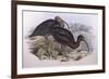 Glossy Ibis (Plegadis Falcinellus), by John Gould-null-Framed Giclee Print