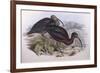 Glossy Ibis (Plegadis Falcinellus), by John Gould-null-Framed Giclee Print