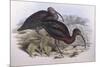 Glossy Ibis (Plegadis Falcinellus), by John Gould-null-Mounted Giclee Print