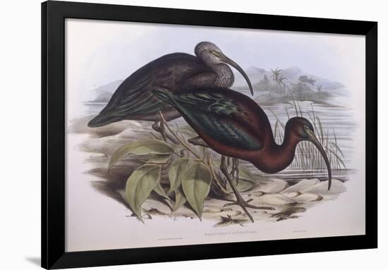 Glossy Ibis (Plegadis Falcinellus), by John Gould-null-Framed Giclee Print