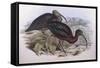 Glossy Ibis (Plegadis Falcinellus), by John Gould-null-Framed Stretched Canvas