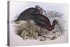 Glossy Ibis (Plegadis Falcinellus), by John Gould-null-Stretched Canvas
