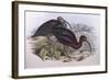 Glossy Ibis (Plegadis Falcinellus), by John Gould-null-Framed Giclee Print