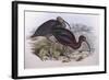 Glossy Ibis (Plegadis Falcinellus), by John Gould-null-Framed Giclee Print