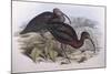 Glossy Ibis (Plegadis Falcinellus), by John Gould-null-Mounted Giclee Print