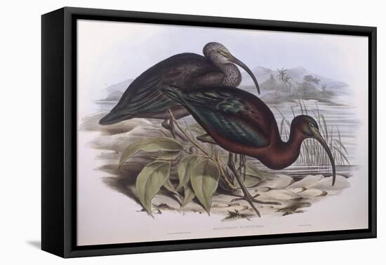 Glossy Ibis (Plegadis Falcinellus), by John Gould-null-Framed Stretched Canvas