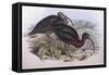 Glossy Ibis (Plegadis Falcinellus), by John Gould-null-Framed Stretched Canvas