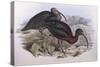 Glossy Ibis (Plegadis Falcinellus), by John Gould-null-Stretched Canvas