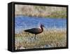 Glossy Ibis Standing Amongst Vegitation on the Waters Edge-null-Framed Stretched Canvas