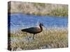 Glossy Ibis Standing Amongst Vegitation on the Waters Edge-null-Stretched Canvas