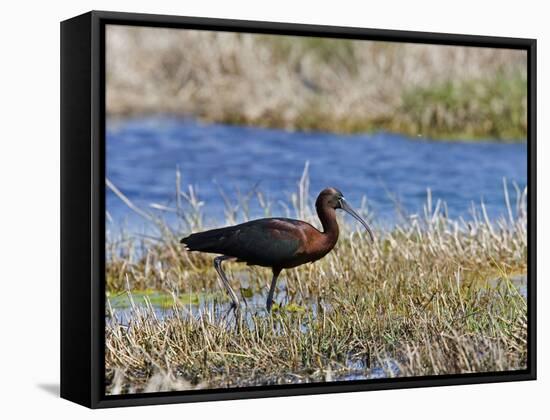 Glossy Ibis Standing Amongst Vegitation on the Waters Edge-null-Framed Stretched Canvas