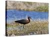 Glossy Ibis Standing Amongst Vegitation on the Waters Edge-null-Stretched Canvas