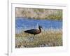 Glossy Ibis Standing Amongst Vegitation on the Waters Edge-null-Framed Photographic Print