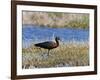 Glossy Ibis Standing Amongst Vegitation on the Waters Edge-null-Framed Photographic Print