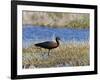 Glossy Ibis Standing Amongst Vegitation on the Waters Edge-null-Framed Photographic Print