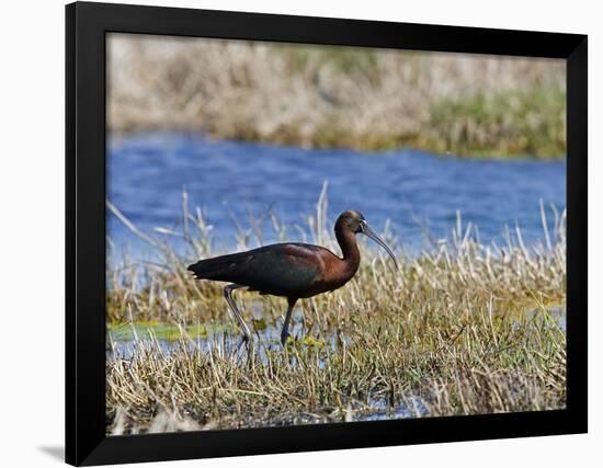 Glossy Ibis Standing Amongst Vegitation on the Waters Edge-null-Framed Photographic Print