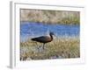 Glossy Ibis Standing Amongst Vegitation on the Waters Edge-null-Framed Photographic Print