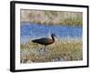 Glossy Ibis Standing Amongst Vegitation on the Waters Edge-null-Framed Photographic Print