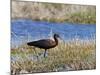 Glossy Ibis Standing Amongst Vegitation on the Waters Edge-null-Mounted Photographic Print