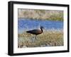 Glossy Ibis Standing Amongst Vegitation on the Waters Edge-null-Framed Photographic Print