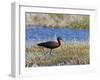 Glossy Ibis Standing Amongst Vegitation on the Waters Edge-null-Framed Photographic Print