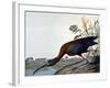 Glossy Ibis-John James Audubon-Framed Giclee Print