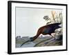 Glossy Ibis-John James Audubon-Framed Giclee Print