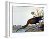 Glossy Ibis-John James Audubon-Framed Giclee Print