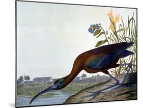 Glossy Ibis-John James Audubon-Mounted Giclee Print