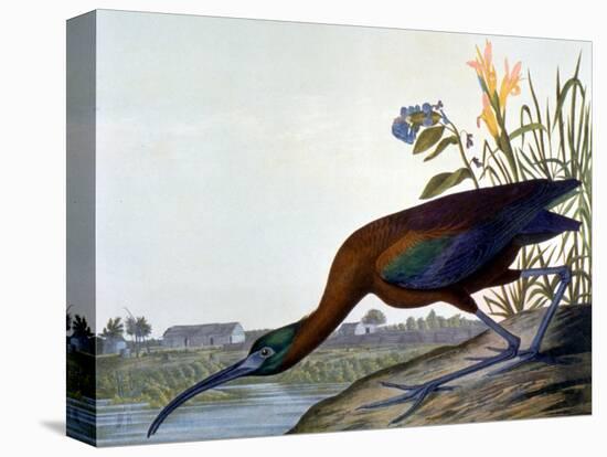 Glossy Ibis-John James Audubon-Stretched Canvas