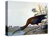 Glossy Ibis-John James Audubon-Stretched Canvas