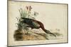 Glossy Ibis-John James Audubon-Mounted Premium Giclee Print