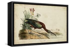 Glossy Ibis-John James Audubon-Framed Stretched Canvas