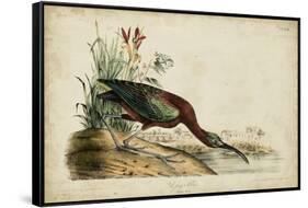 Glossy Ibis-John James Audubon-Framed Stretched Canvas