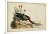Glossy Ibis-John James Audubon-Framed Art Print