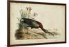 Glossy Ibis-John James Audubon-Framed Art Print