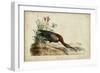 Glossy Ibis-John James Audubon-Framed Art Print