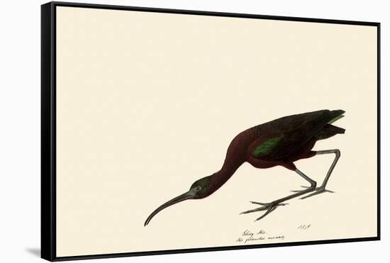 Glossy Ibis-John James Audubon-Framed Stretched Canvas