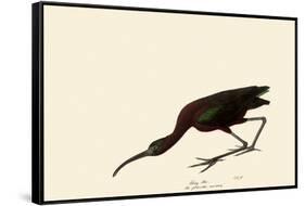 Glossy Ibis-John James Audubon-Framed Stretched Canvas